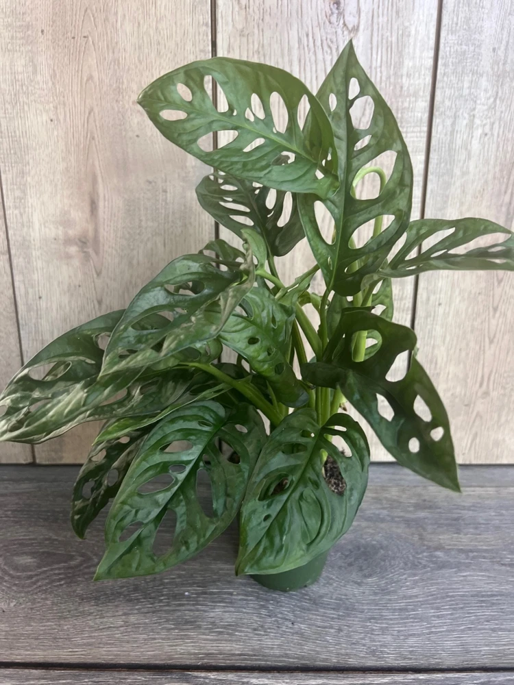 Monstera Adansonii Live Plant - Swiss Cheese Vine - 4 inch Pot - Cannot ship to CA - Image 7