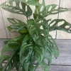 Monstera Adansonii Live Plant - Swiss Cheese Vine - 4 inch Pot - Cannot ship to CA - Image 1