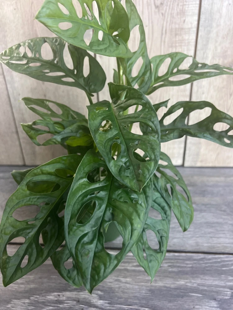 Monstera Adansonii Live Plant - Swiss Cheese Vine - 4 inch Pot - Cannot ship to CA - Image 1