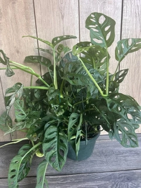 Monstera Adansonii Live Plant – Swiss Cheese Vine – 8" Hanging Basket – Indoor Tropical - Cannot ship to CA - Image 2