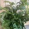 Monstera Adansonii Live Plant – Swiss Cheese Vine – 8" Hanging Basket – Indoor Tropical - Cannot ship to CA - Image 1