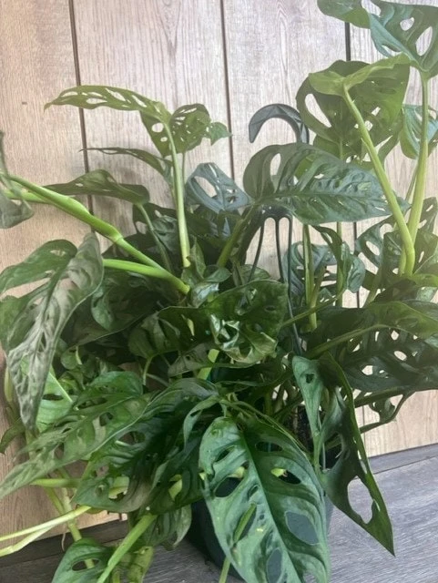 Monstera Adansonii Live Plant – Swiss Cheese Vine – 8" Hanging Basket – Indoor Tropical - Cannot ship to CA - Image 1