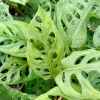 Monstera Adansonii Live Plant - Swiss Cheese Vine Houseplant in 4-inch Pot - Image 1