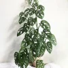 Monstera Adansonii Live Plant – Swiss Cheese Vine Houseplant – Indoor Starter Plant - Image 1