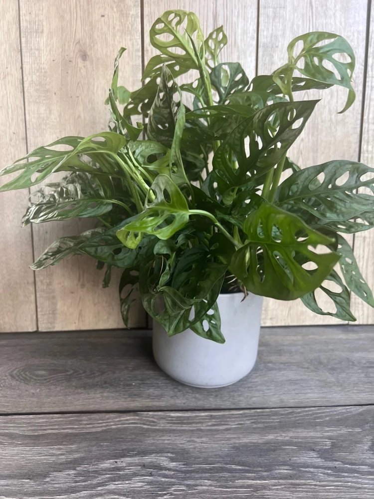 Monstera Adansonii Live Plant - Swiss Cheese Vine in 6" Pot, Indoor - Cannot ship to CA - Image 2