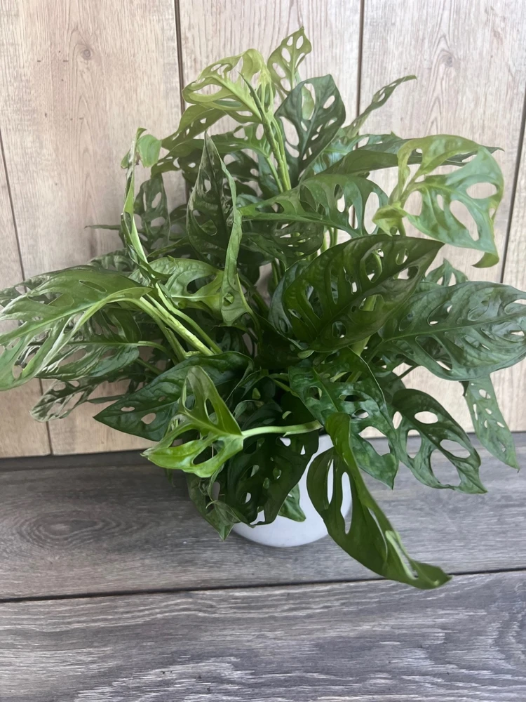 Monstera Adansonii Live Plant - Swiss Cheese Vine in 6" Pot, Indoor - Cannot ship to CA - Image 3