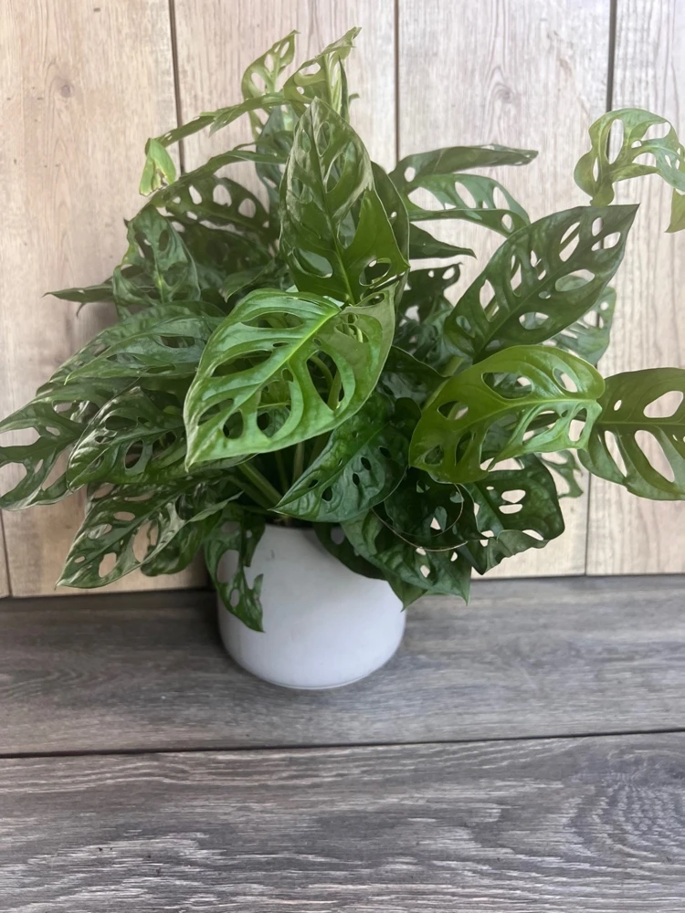 Monstera Adansonii Live Plant - Swiss Cheese Vine in 6" Pot, Indoor - Cannot ship to CA - Image 4