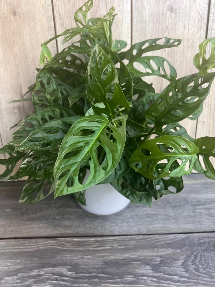 Monstera Adansonii Live Plant - Swiss Cheese Vine in 6" Pot, Indoor - Cannot ship to CA - Image 5