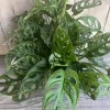 Monstera Adansonii Live Plant - Swiss Cheese Vine in 6" Pot, Indoor - Cannot ship to CA - Image 1