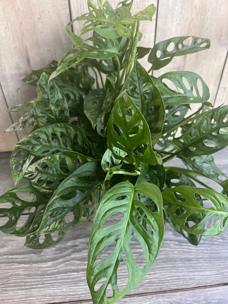 Monstera Adansonii Live Plant - Swiss Cheese Vine in 6" Pot, Indoor - Cannot ship to CA - Image 1
