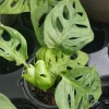Monstera Adansonii Swiss Cheese Live Plant – 4 inch Pot – Indoor/Outdoor - Image 1