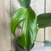 Monstera Burle Marx Flame Live Plant – 6 inch Pot – Rare Indoor Aroid - Cannot ship to CA - Image 1