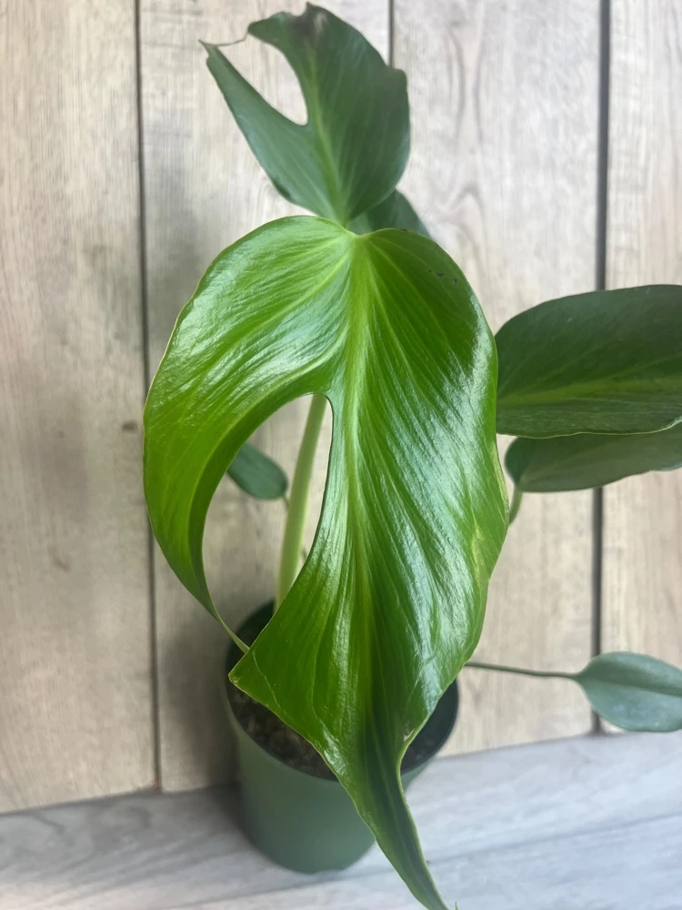 Monstera Burle Marx Flame Live Plant – 6 inch Pot – Rare Indoor Aroid - Cannot ship to CA - Image 1