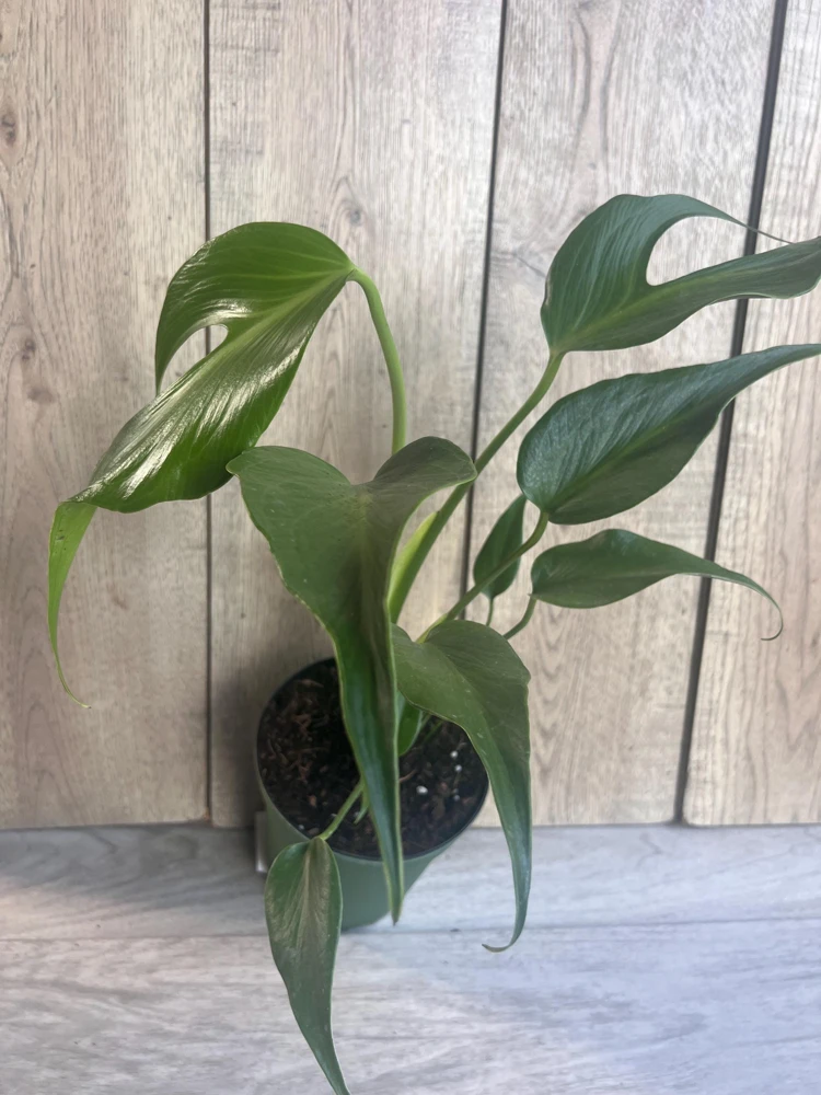 Monstera Burle Marx Flame Live Plant – 6 inch Pot – Rare Indoor Aroid - Cannot ship to CA - Image 2