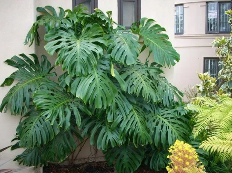 Monstera Deliciosa Live Plant - 10-12" Tall Split-Leaf Tropical Houseplant - Image 2