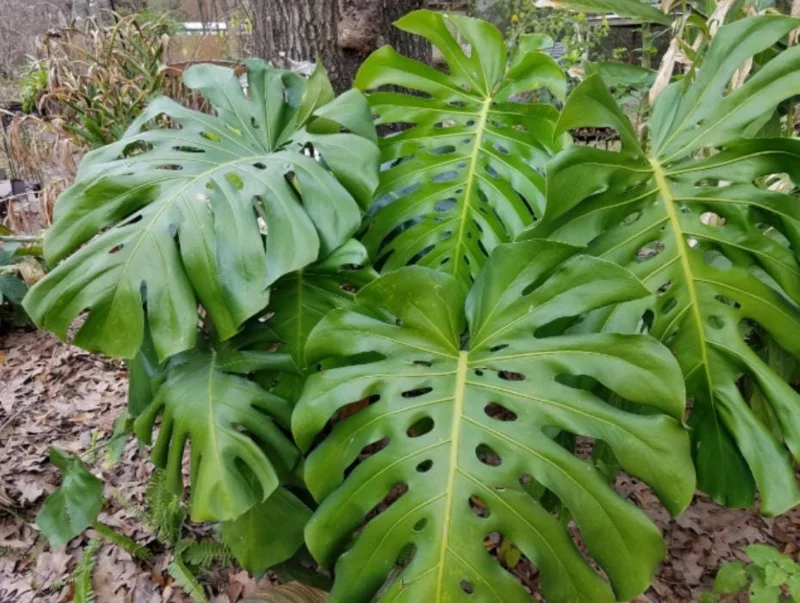 Monstera Deliciosa Live Plant - 10-12" Tall Split-Leaf Tropical Houseplant - Image 3