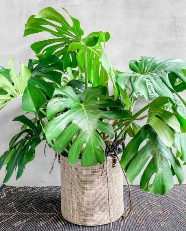 Monstera Deliciosa Live Plant - 10-12" Tall Split-Leaf Tropical Houseplant - Image 4