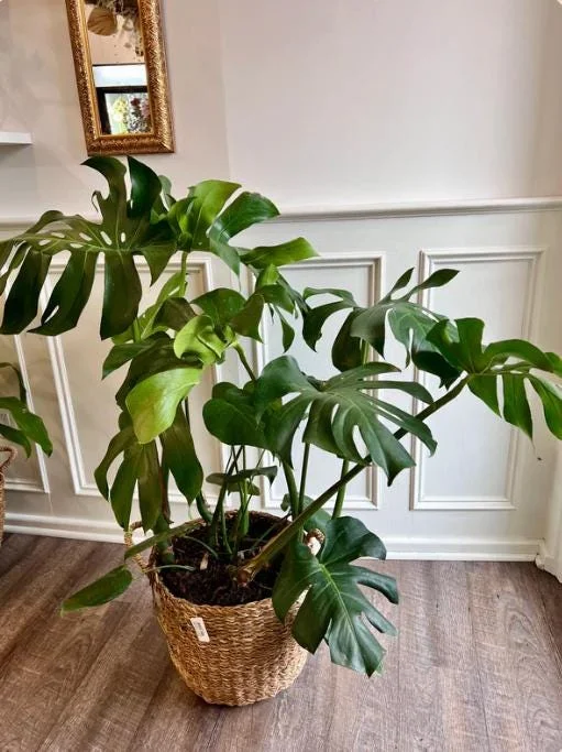 Monstera Deliciosa Live Plant - 10-12" Tall Split-Leaf Tropical Houseplant - Image 5