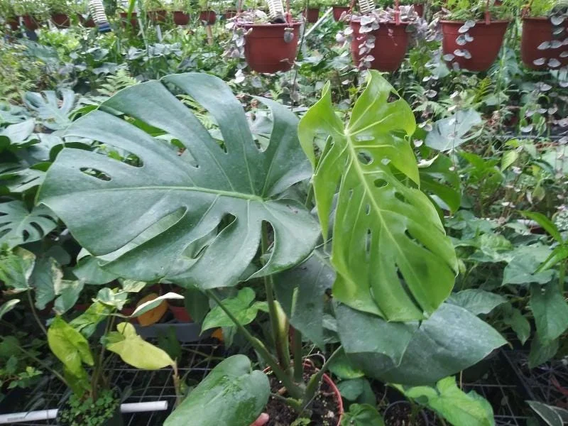 Monstera Deliciosa Live Plant - 10-12" Tall Split-Leaf Tropical Houseplant - Image 6