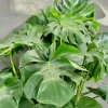 Monstera Deliciosa Live Plant - 10-12" Tall Split-Leaf Tropical Houseplant - Image 1