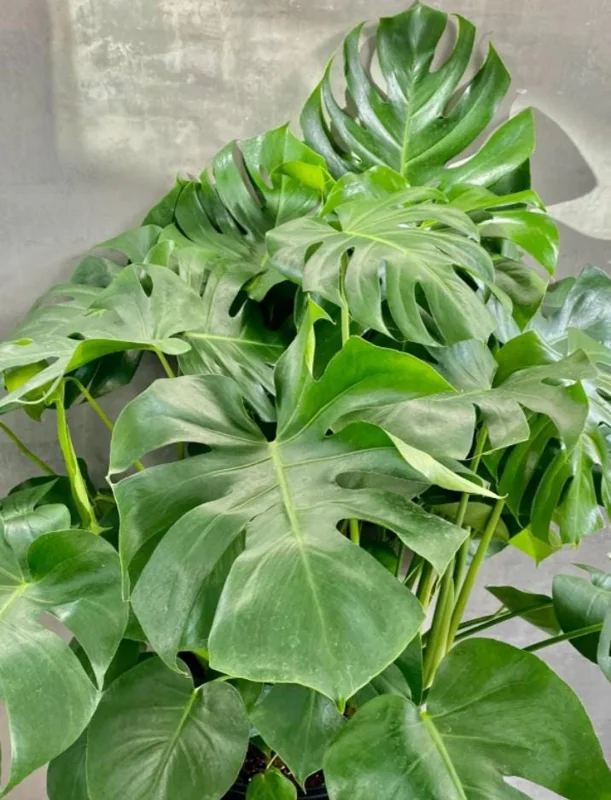 Monstera Deliciosa Live Plant - 10-12" Tall Split-Leaf Tropical Houseplant - Image 1