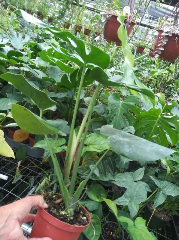 Monstera Deliciosa Live Plant - 10-12" Tall Split-Leaf Tropical Houseplant - Image 7