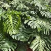 Monstera Deliciosa Live Plant - 10-12" Tall Split-Leaf Tropical Houseplant - Image 1