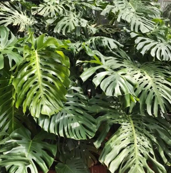 Monstera Deliciosa Live Plant - 10-12" Tall Split-Leaf Tropical Houseplant - Image 1