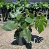 Monstera Deliciosa Live Plant 12-18" Tall in 4" Pot - Swiss Cheese Plant Indoor - Image 1