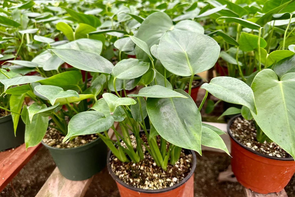 Monstera Deliciosa Live Plant 4-6 inch Pot - Easy Care Tropical Houseplant - Image 3
