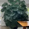 Monstera Deliciosa Live Plant - Swiss Cheese Houseplant Starter, 2.5 inch Pot - Image 1