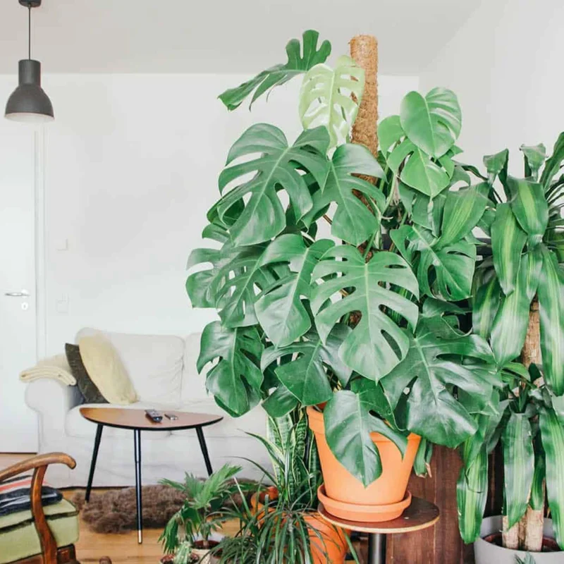 Monstera Deliciosa Live Plant - Swiss Cheese Plant, Easy Care Houseplant - Image 2