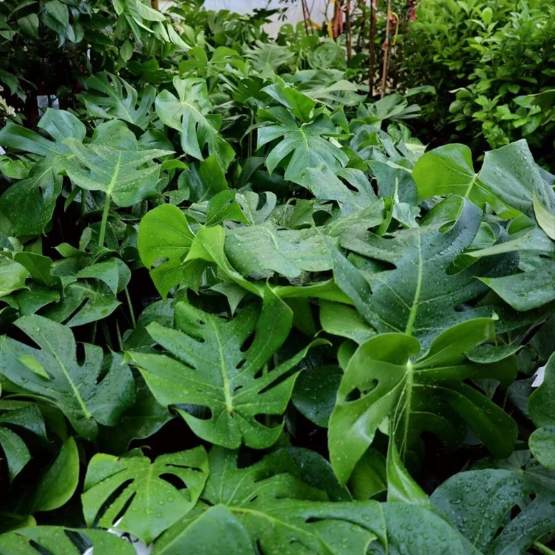 Monstera Deliciosa Live Plant - Swiss Cheese Plant, Easy Care Indoor Houseplant - Image 1