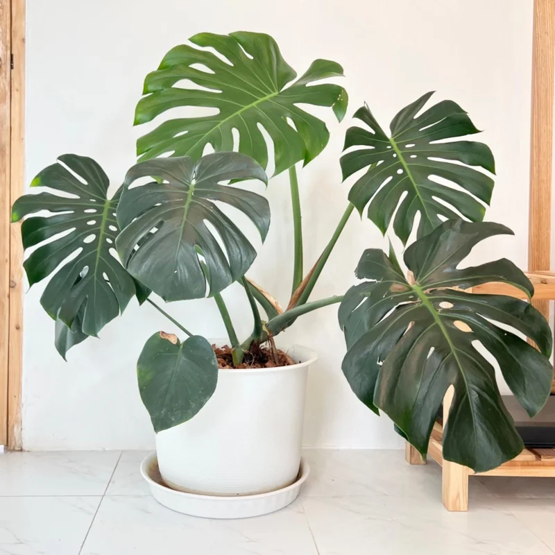 Monstera Deliciosa Live Plant - Swiss Cheese Plant, Easy Care Houseplant - Image 1