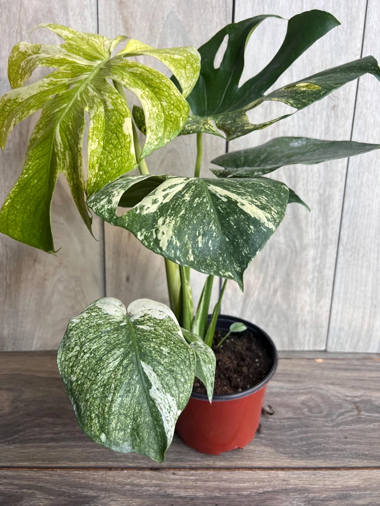 Monstera Deliciosa Mint Live Plant - Rare Variegated Houseplant in 6 inch Pot - Cannot ship to CA - Image 2