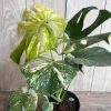 Monstera Deliciosa Mint Live Plant - Rare Variegated Houseplant in 6 inch Pot - Cannot ship to CA - Image 1
