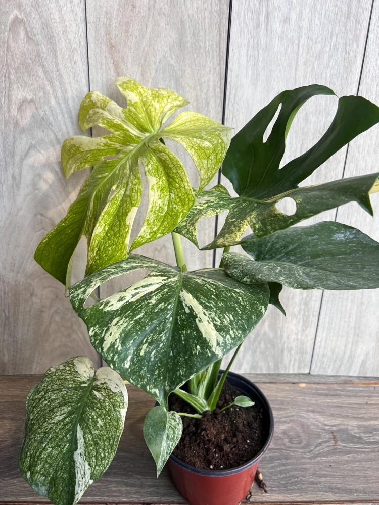 Monstera Deliciosa Mint Live Plant - Rare Variegated Houseplant in 6 inch Pot - Cannot ship to CA - Image 1