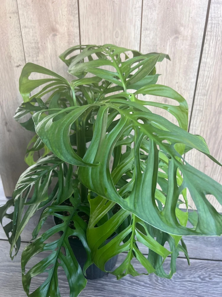 Monstera Esqueleto Live Plant – Large 10" Pot, Rare Aroid Houseplant - Cannot ship to CA - Image 2