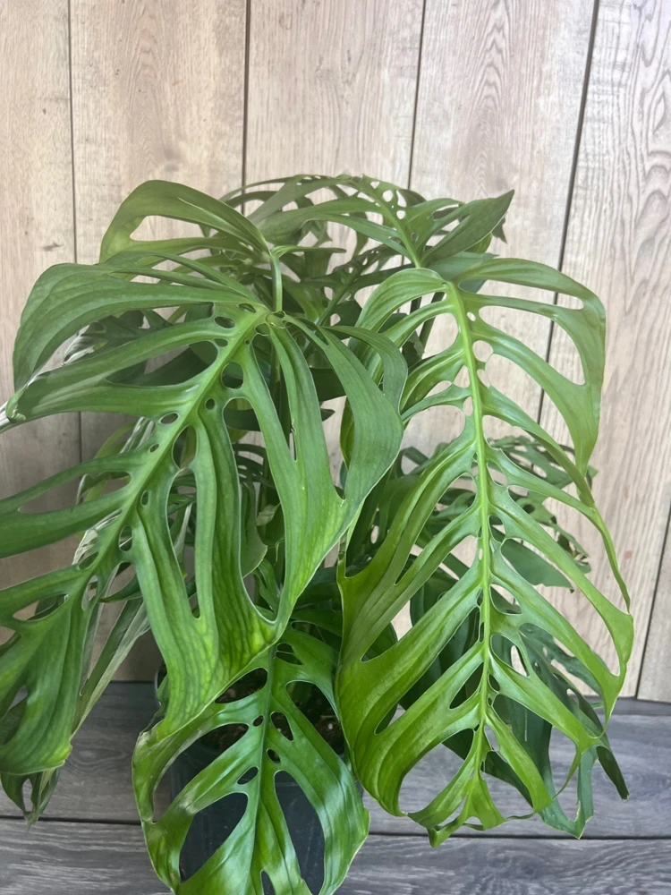 Monstera Esqueleto Live Plant – Large 10" Pot, Rare Aroid Houseplant - Cannot ship to CA - Image 3