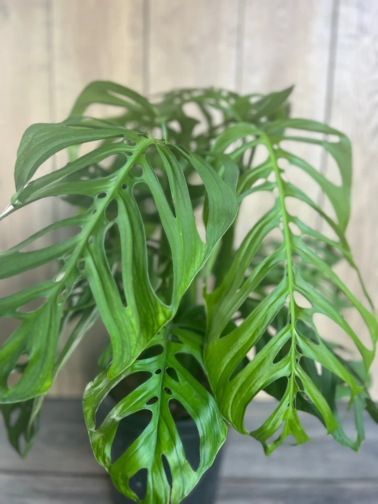 Monstera Esqueleto Live Plant – Large 10" Pot, Rare Aroid Houseplant - Cannot ship to CA - Image 4