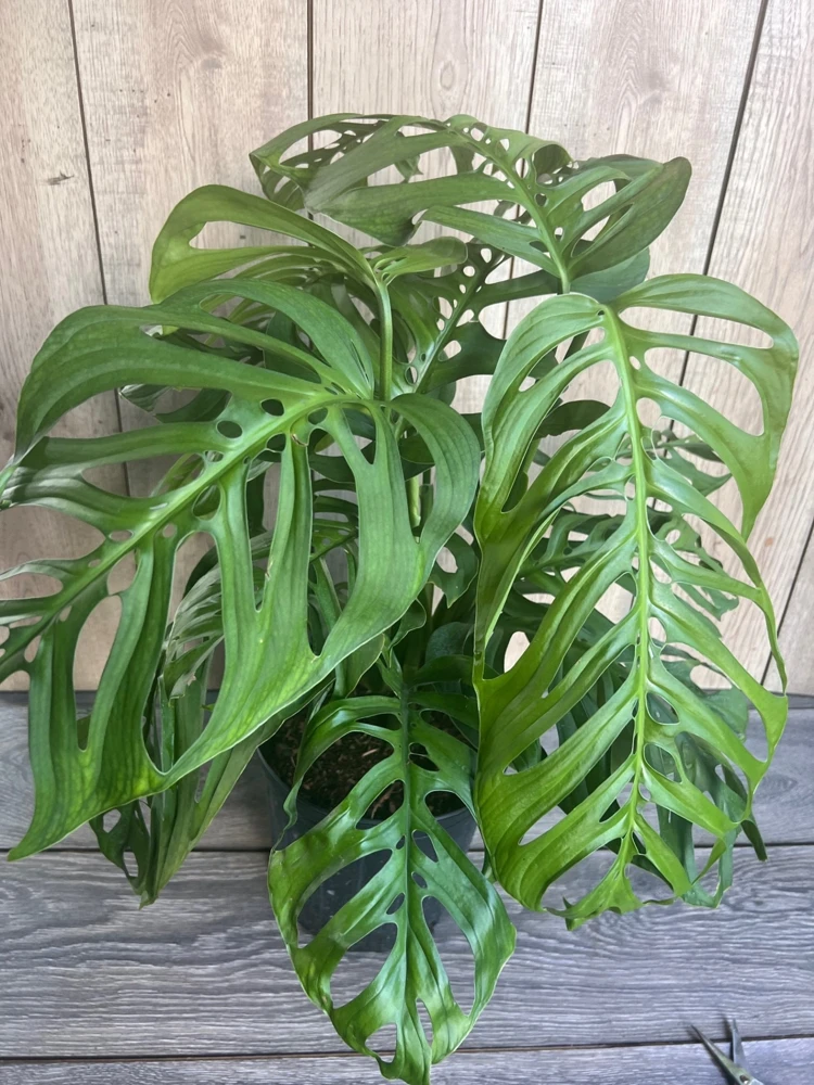 Monstera Esqueleto Live Plant – Large 10" Pot, Rare Aroid Houseplant - Cannot ship to CA - Image 5
