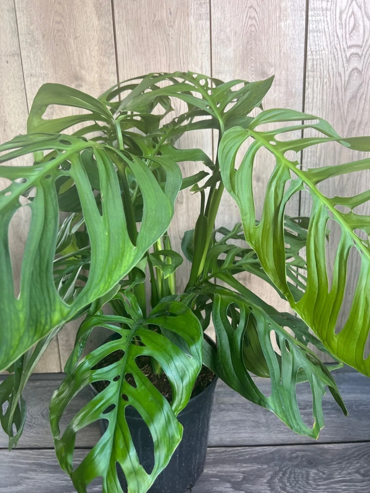 Monstera Esqueleto Live Plant – Large 10" Pot, Rare Aroid Houseplant - Cannot ship to CA - Image 6