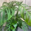 Monstera Esqueleto Live Plant – Large 10" Pot, Rare Aroid Houseplant - Cannot ship to CA - Image 1