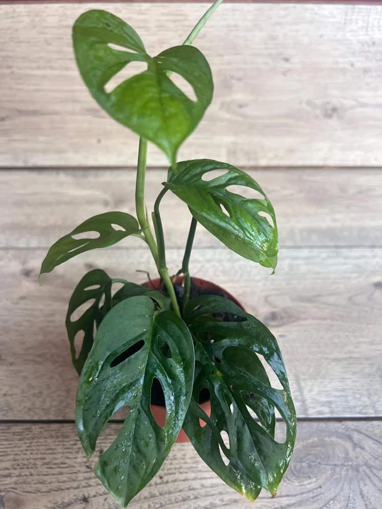 Monstera Esqueleto Live Plant – Rare Aroid – Potted Houseplant – 4 inch Pot - Cannot ship to CA - Image 2