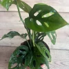 Monstera Esqueleto Live Plant – Rare Aroid – Potted Houseplant – 4 inch Pot - Cannot ship to CA - Image 1