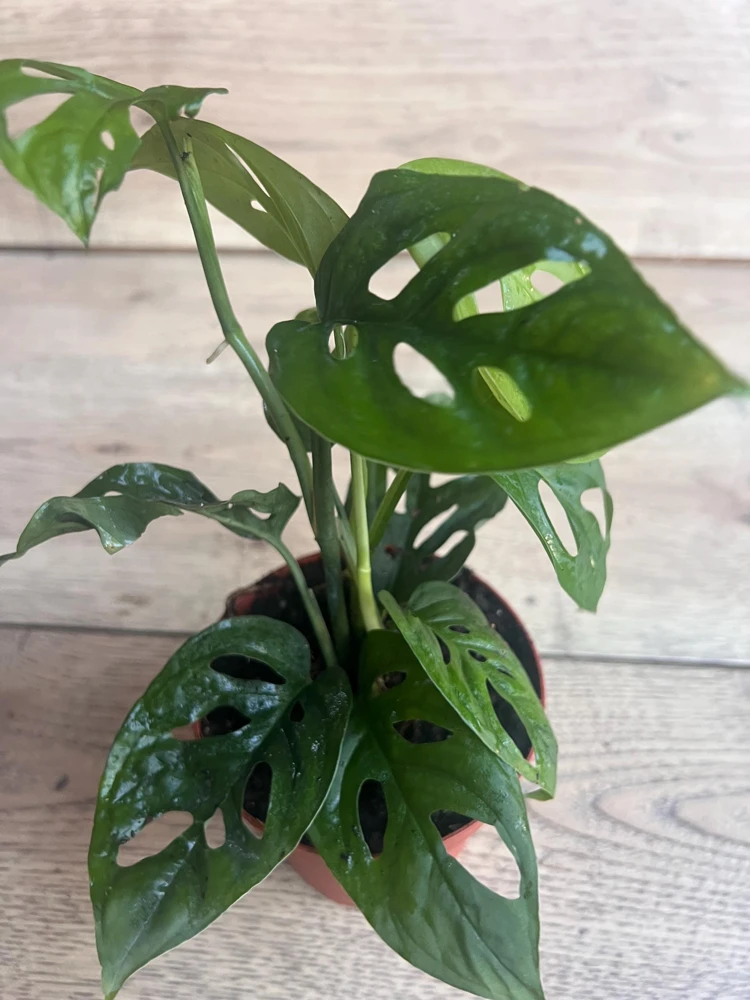 Monstera Esqueleto Live Plant – Rare Aroid – Potted Houseplant – 4 inch Pot - Cannot ship to CA - Image 1