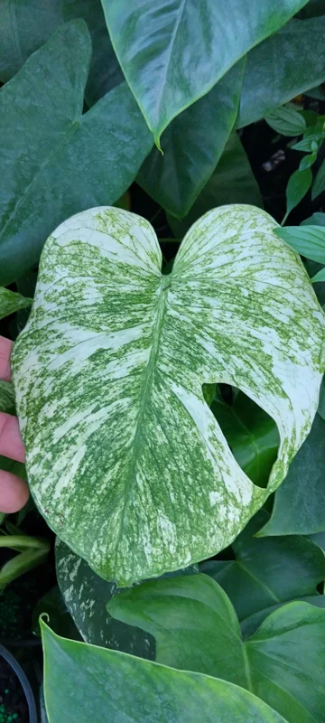 Monstera Mint Philodendron Live Plant - 4-6 Inch Tall Variegated Indoor - Image 2