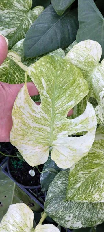 Monstera Mint Philodendron Live Plant - 4-6 Inch Tall Variegated Indoor - Image 3