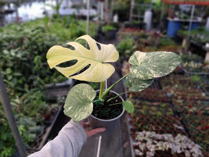 Monstera Mint Philodendron Live Plant - 4-6 Inch Tall - Rare Indoor Houseplant - Image 1