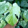 Monstera Mint Philodendron Live Plant - 4-6 Inch Tall Variegated Indoor - Image 1